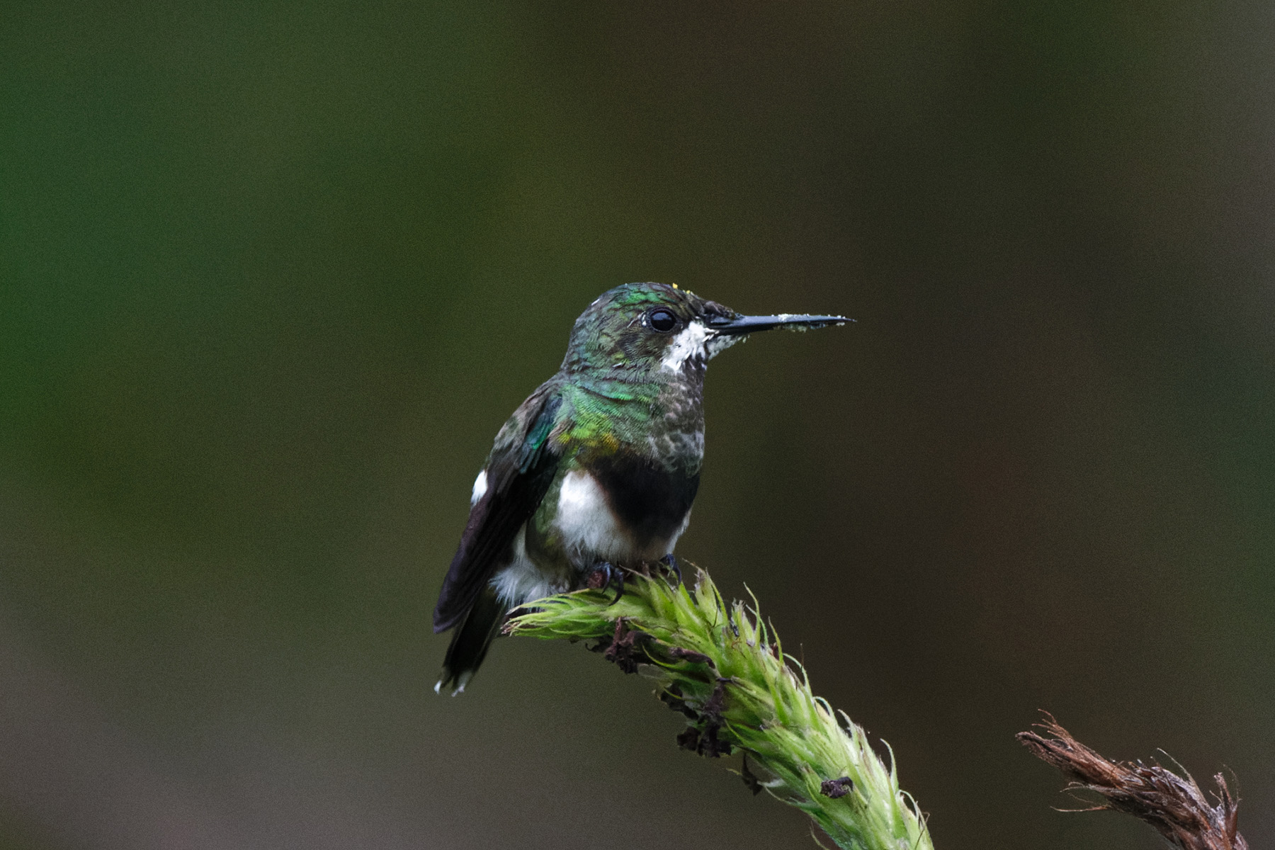 Black-bellied Thorntail (image by Leo Garrigues)