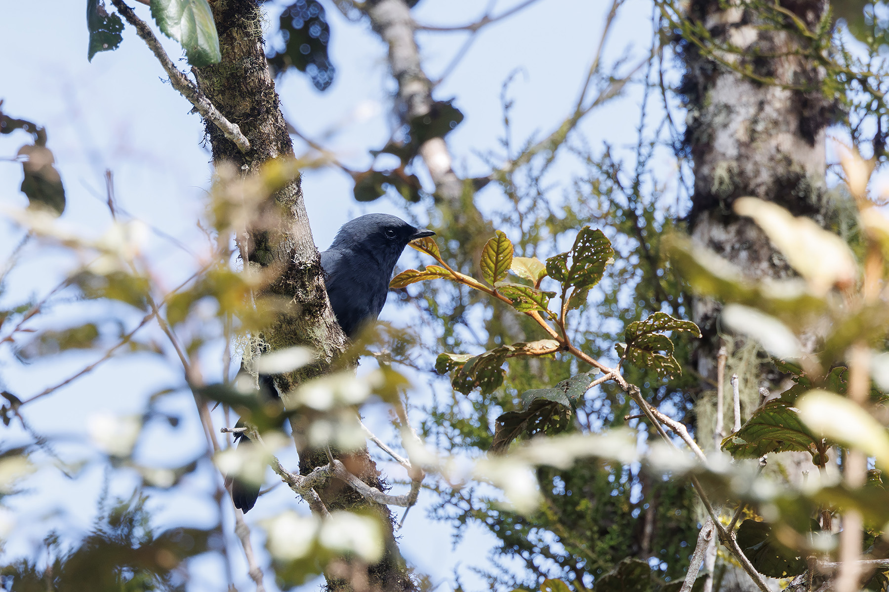 Black-bellied Cicadabird (image by Dáni Balla)
