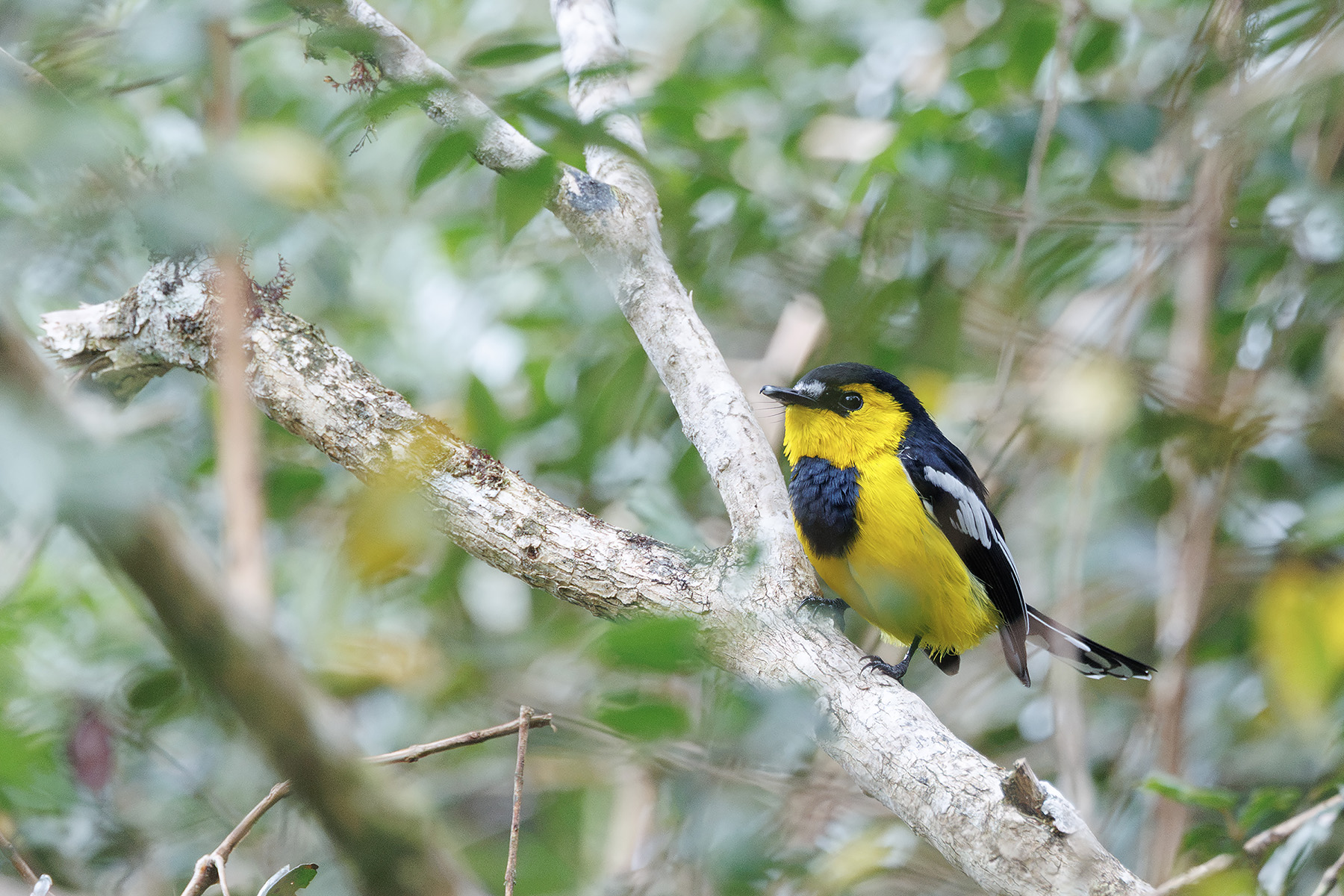 Black-breasted Boatbill (image by Dáni Balla)
