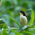 Black-capped Donacobius (image by Mark Van Beirs)