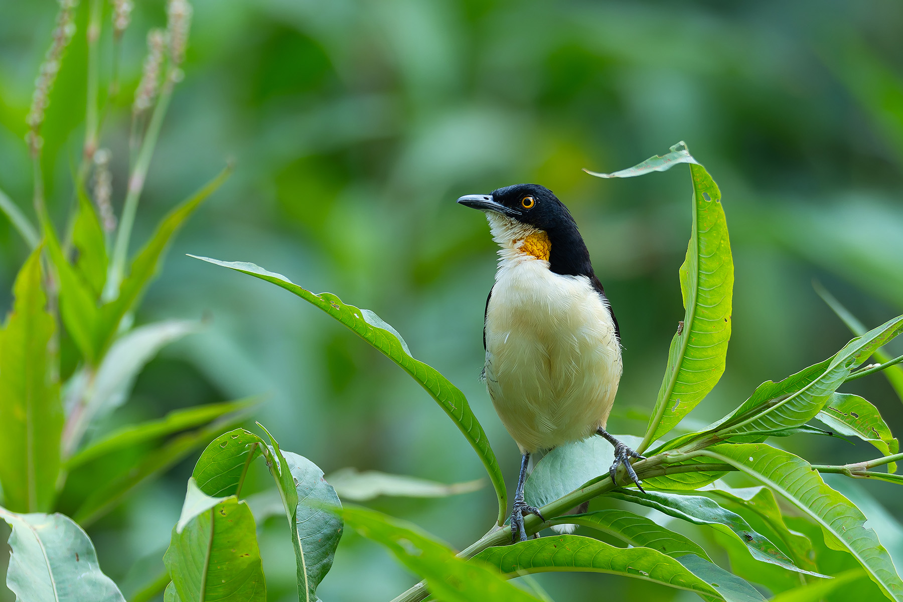 Black-capped Donacobius (image by Mark Van Beirs)
