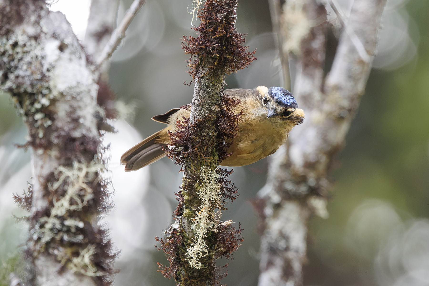 Blue-capped Ifrit (image by Dáni Balla)