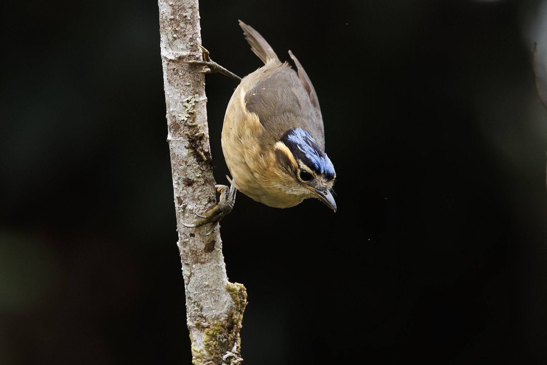 Blue-capped Ifrit (image by Dáni Balla)