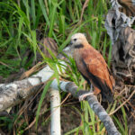 Black-collared Hawk (image by Mark Van Beirs)