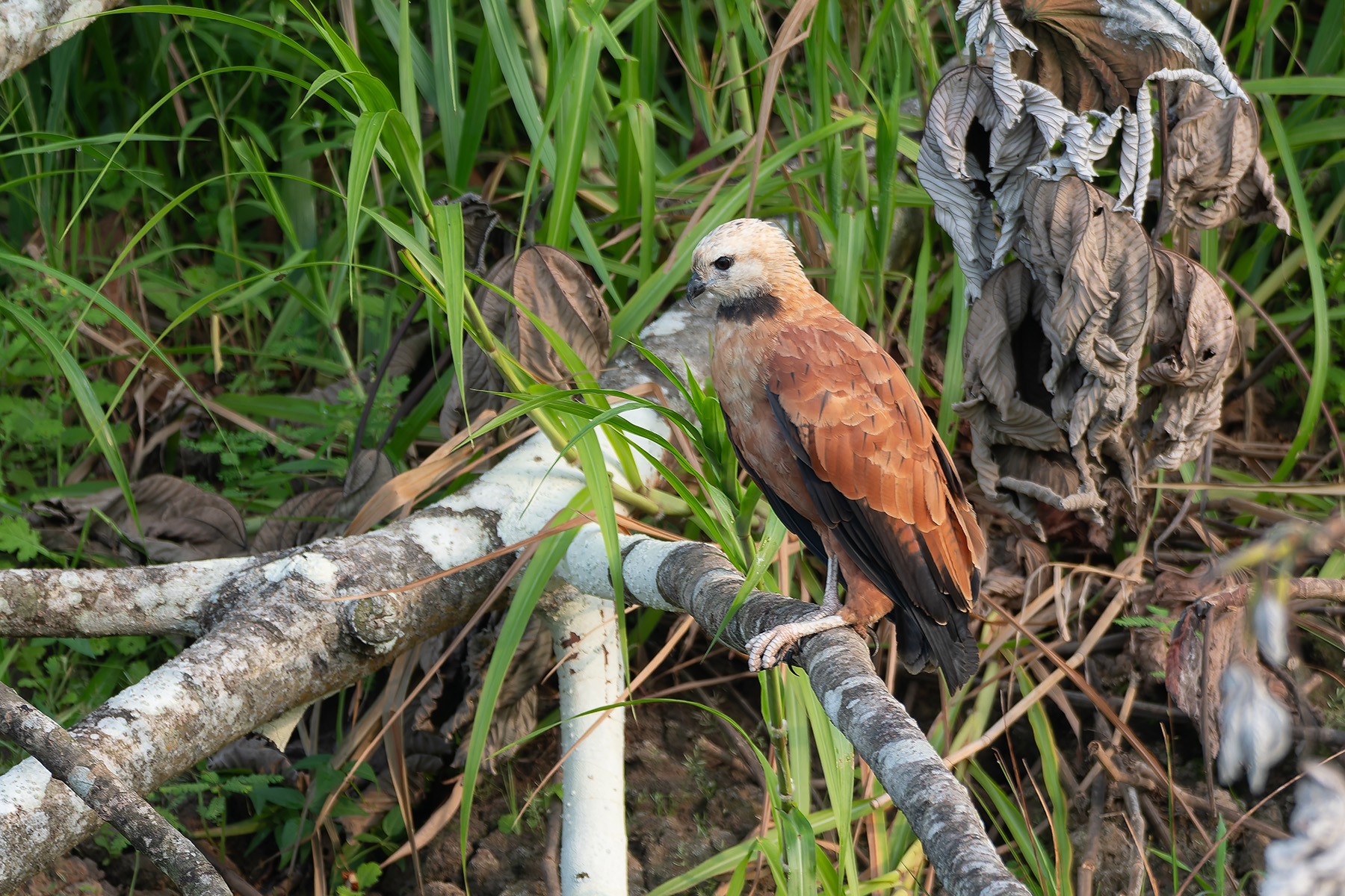Black-collared Hawk (image by Mark Van Beirs)