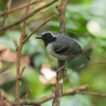 Black-faced Antbird (image by Mark Van Beirs)