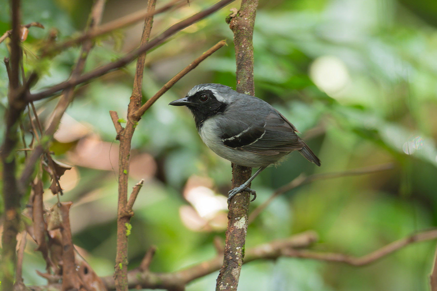 Black-faced Antbird (image by Mark Van Beirs)