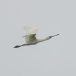 Black-faced Spoonbill (image by Mark Beaman)