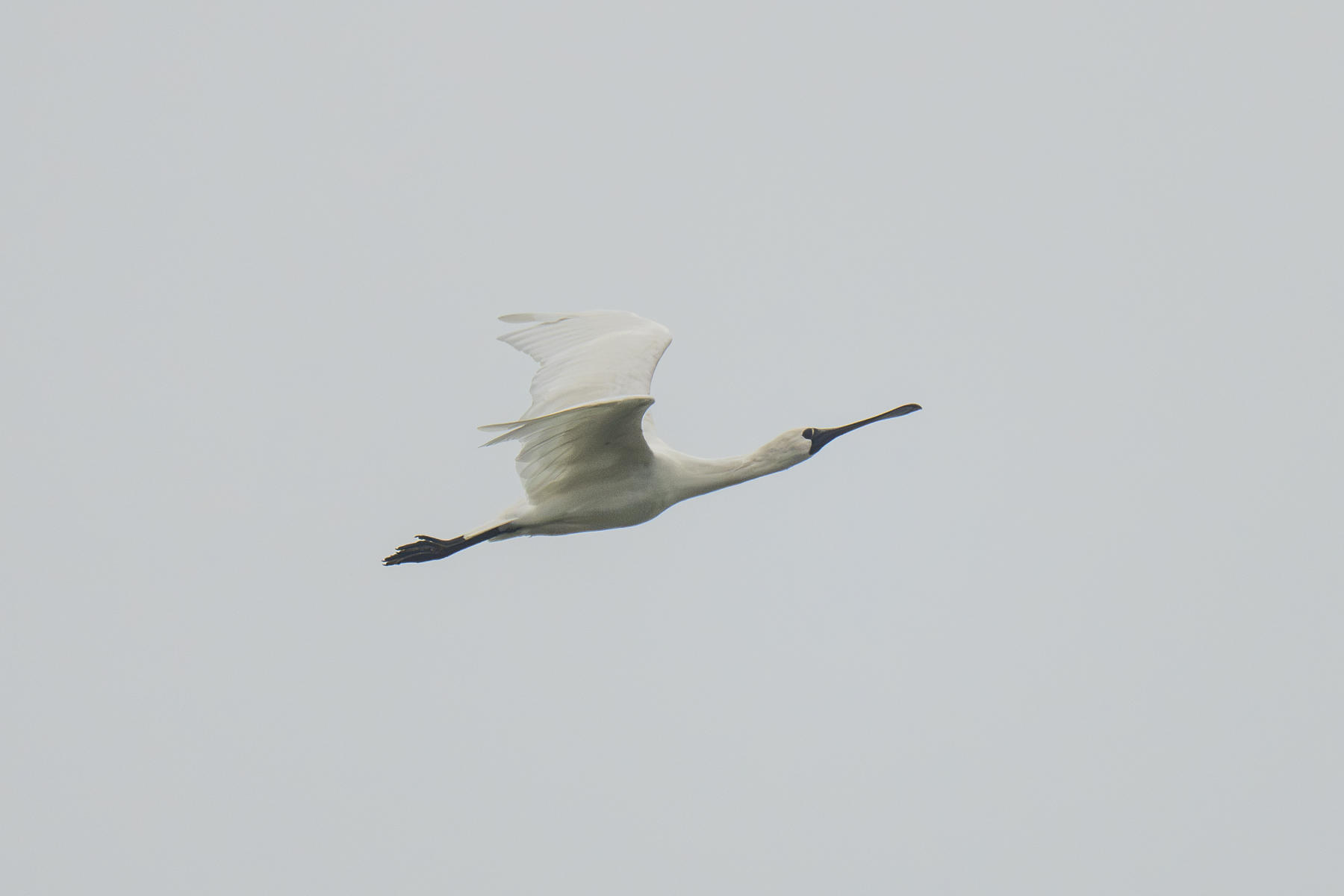 Black-faced Spoonbill (image by Mark Beaman)