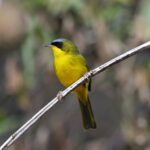 Black-lored Yellowthroat (image by Leo Garrigues)