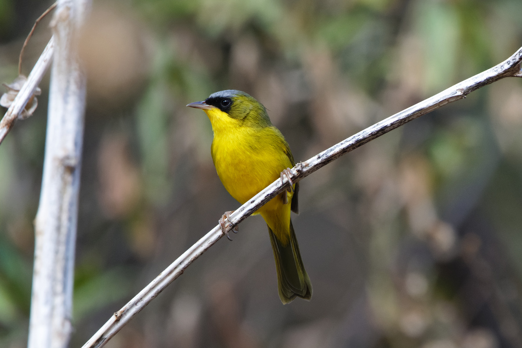 Black-lored Yellowthroat (image by Leo Garrigues)