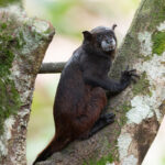 Black-mantled Tamarin (image by Mark Van Beirs)