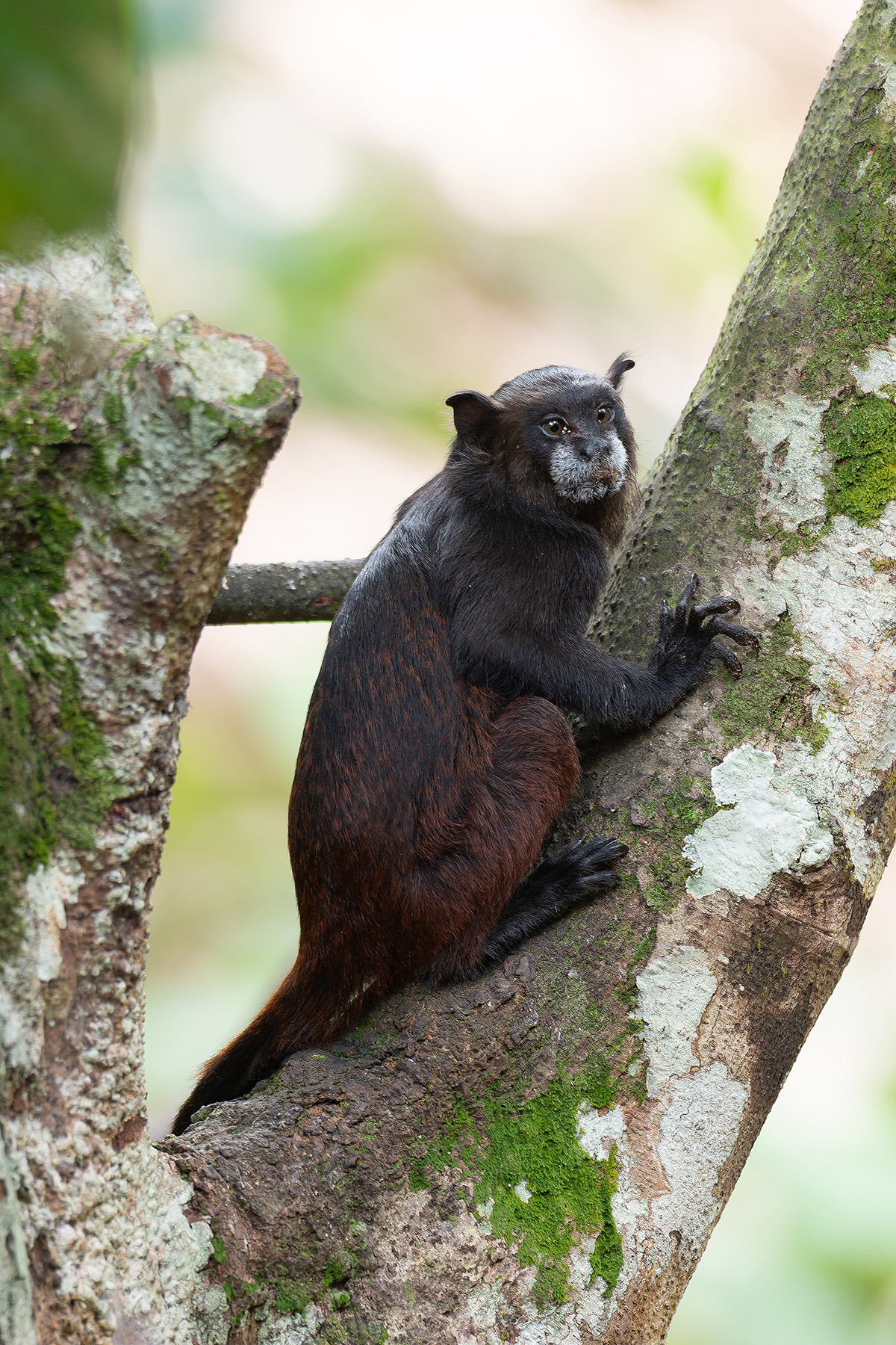 Black-mantled Tamarin (image by Mark Van Beirs)
