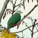 Black-naped Fruit Dove (image by Craig Robson)