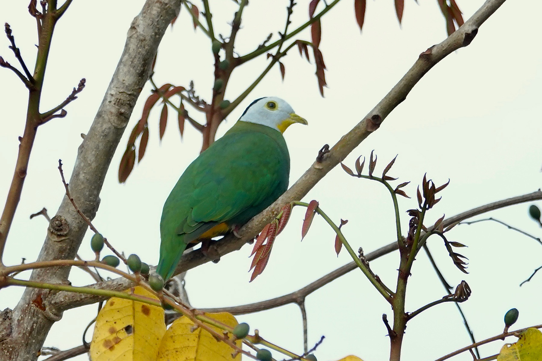 Black-naped Fruit Dove (image by Craig Robson)