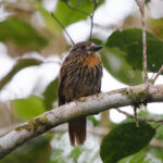 Black-streaked Puffbird (image by Leo Garrigues)