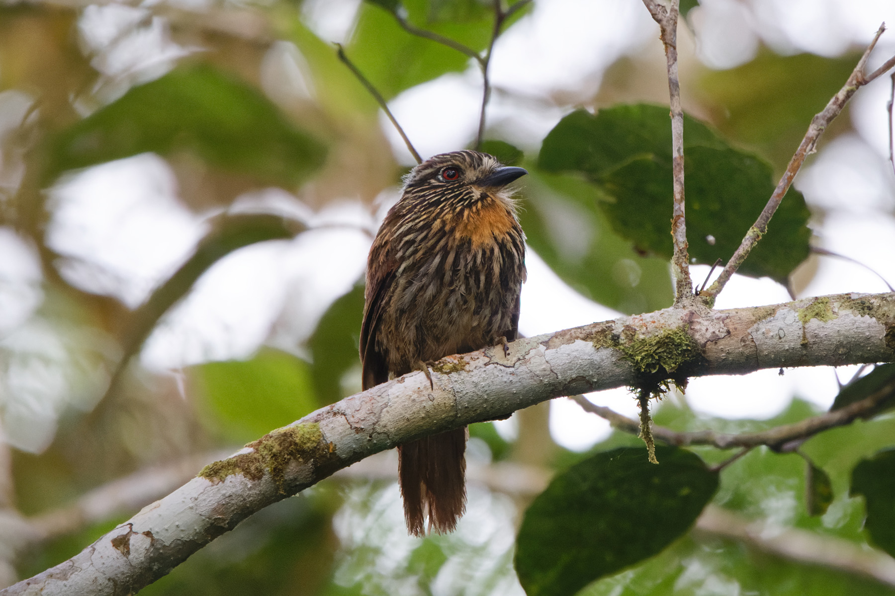 Black-streaked Puffbird (image by Leo Garrigues)