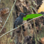 Black-tailed Antbird (image by Mark Van Beirs)