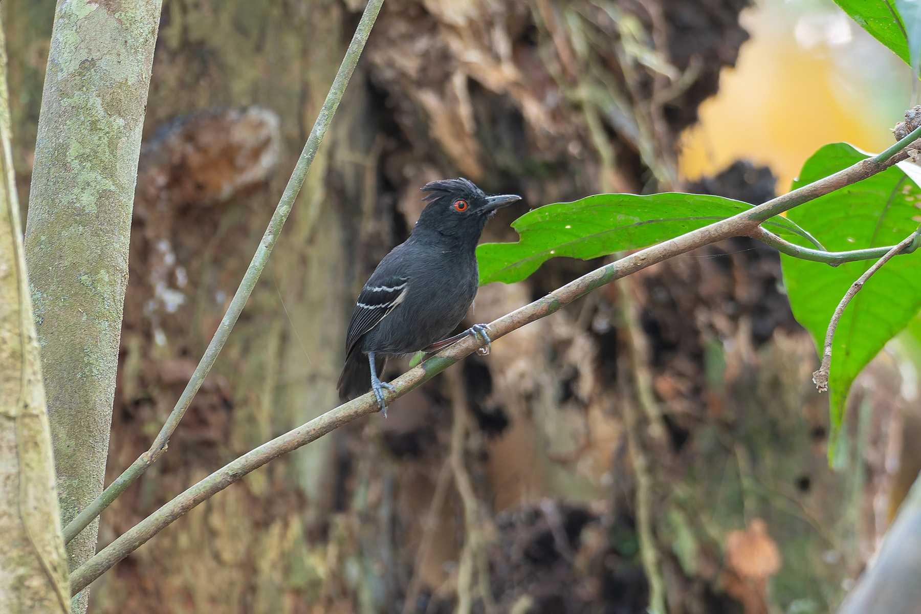 Black-tailed Antbird (image by Mark Van Beirs)