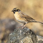 Black-throated Accentor (image by Mark Beaman)