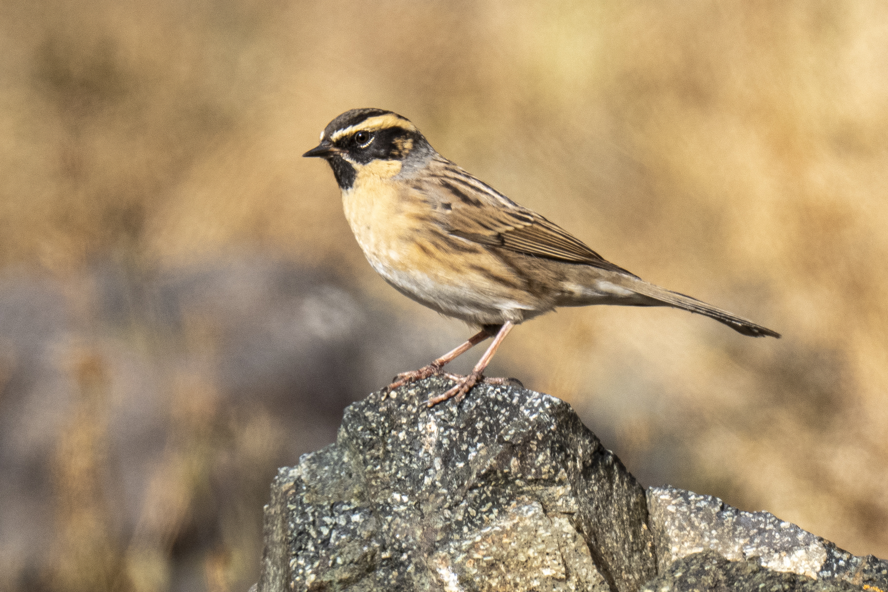 Black-throated Accentor (image by Mark Beaman)
