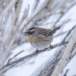 Black-throated Accentor (image by Mark Beaman)