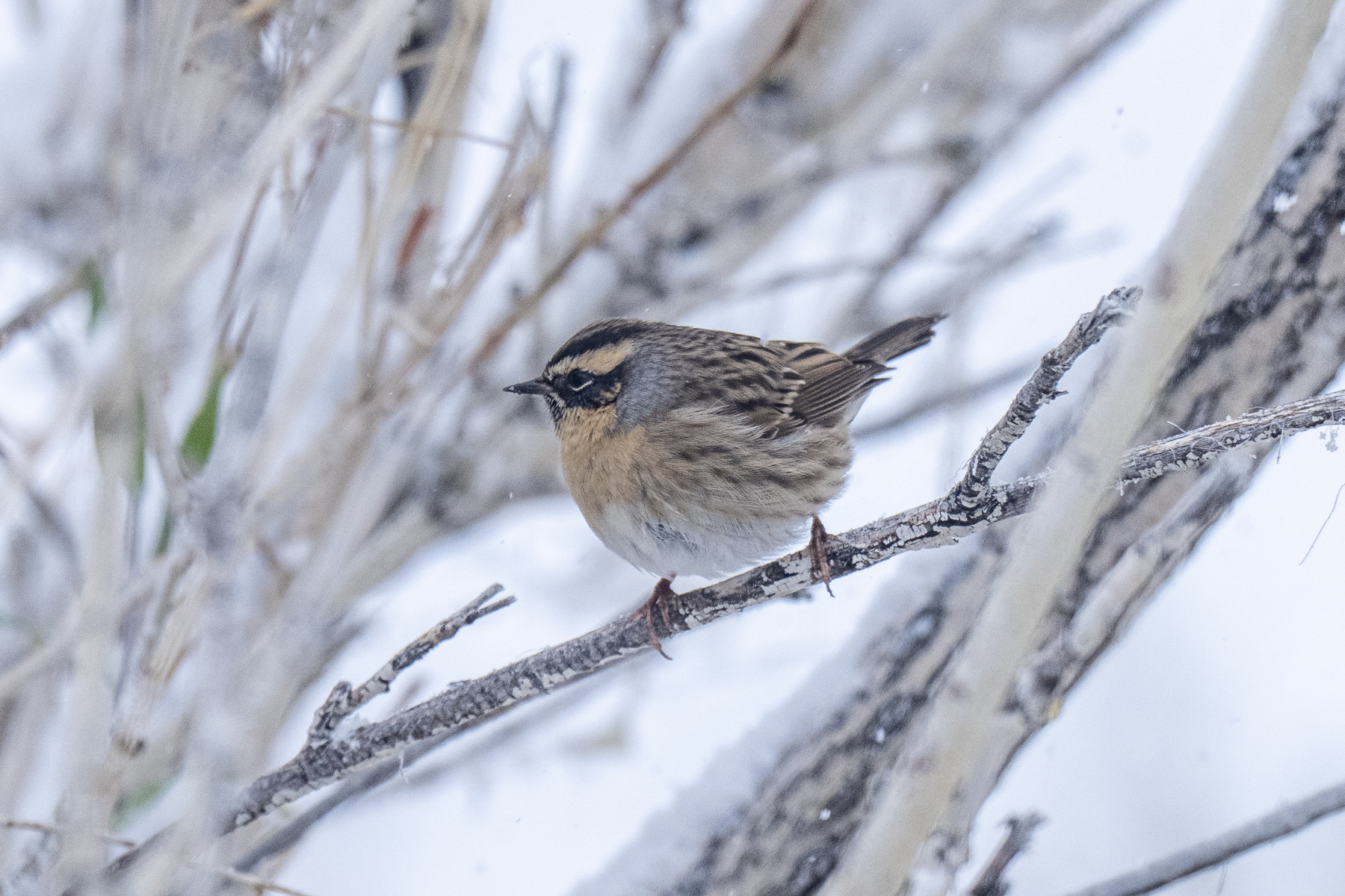 Black-throated Accentor (image by Mark Beaman)
