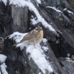 Black-throated Accentor (image by Mark Beaman)