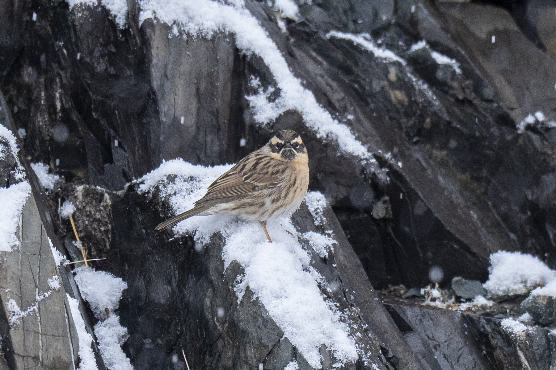 Black-throated Accentor (image by Mark Beaman)
