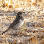 Black-throated Thrush (image by Mark Beaman)
