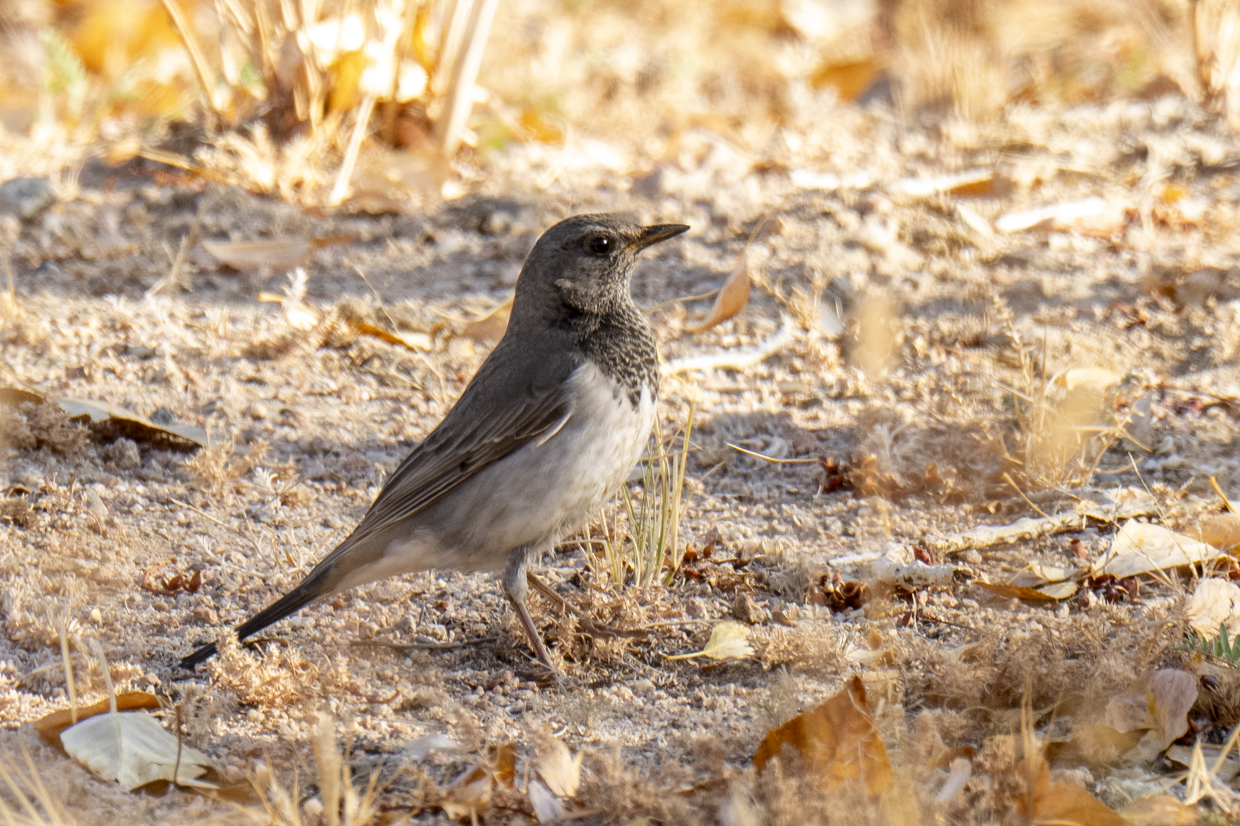 Black-throated Thrush (image by Mark Beaman)