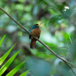 Blue-necked Jacamar (image by Mark Van Beirs)