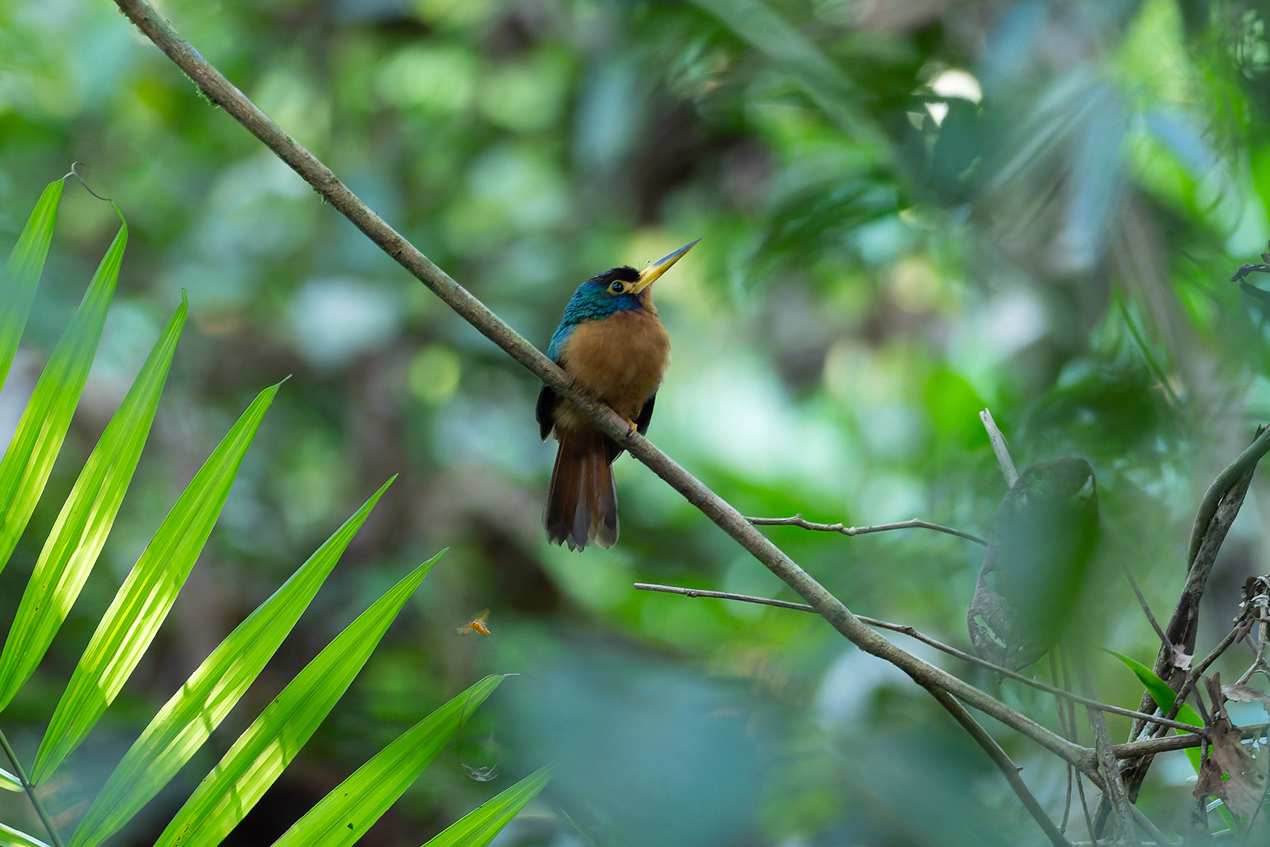 Blue-necked Jacamar (image by Mark Van Beirs)