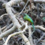 Bluish-fronted Jacamar (image by Mark Van Beirs)