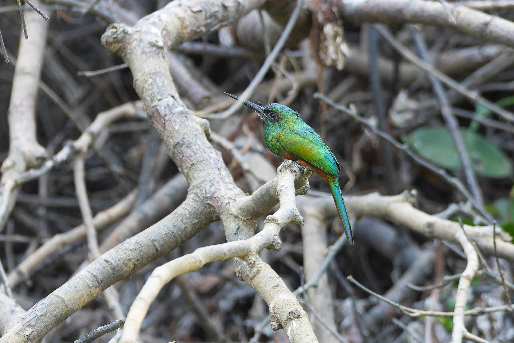 Bluish-fronted Jacamar (image by Mark Van Beirs)