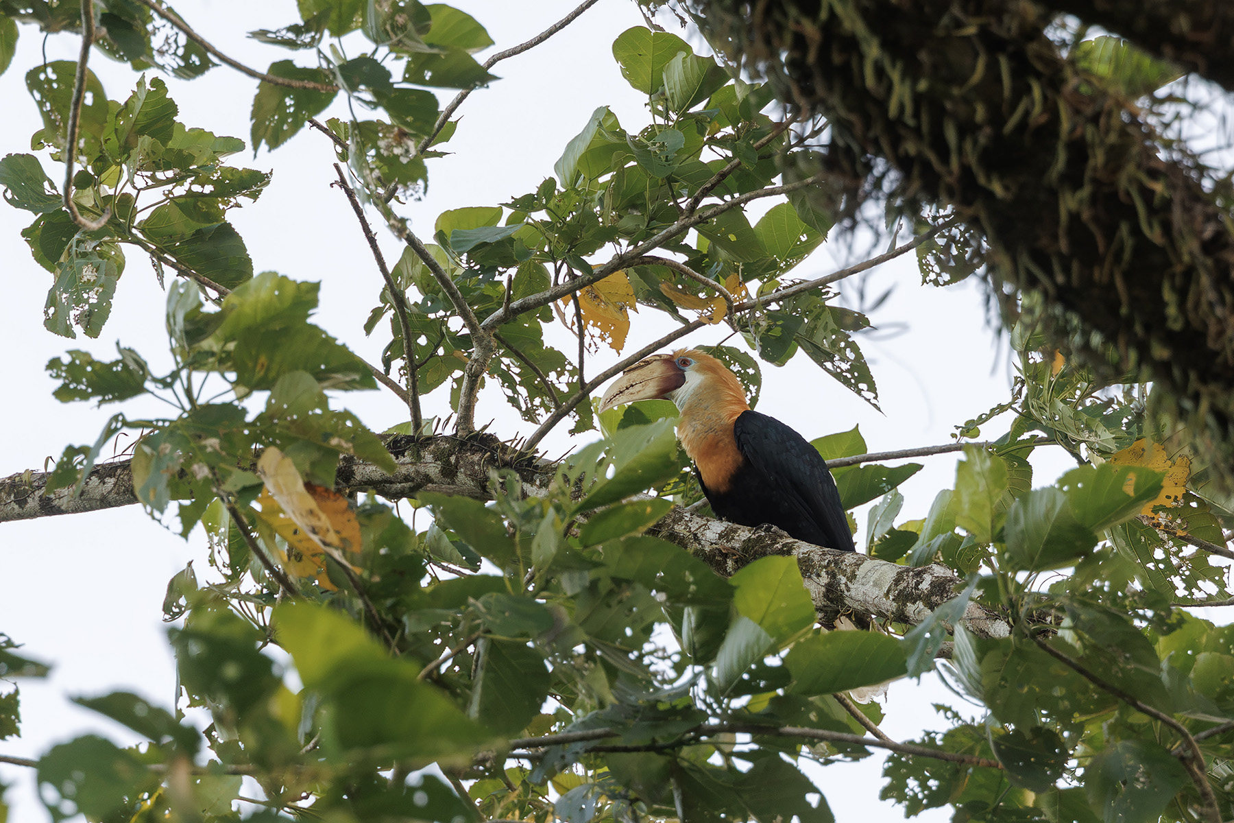 Blyth's Hornbill (image by Dáni Balla)