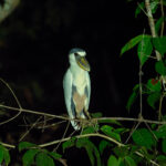 Boat-billed Heron (image by Mark Van Beirs)