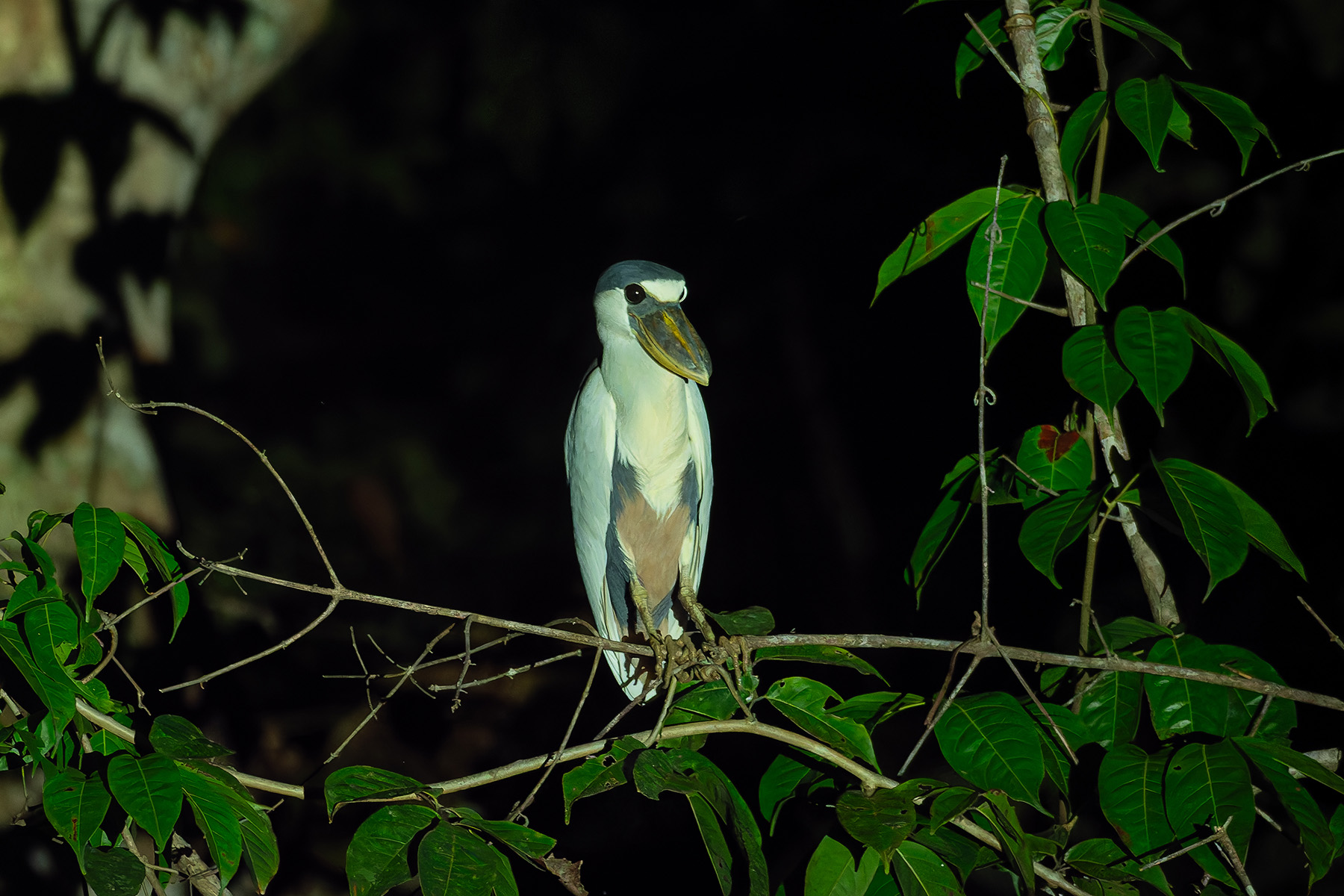 Boat-billed Heron (image by Mark Van Beirs)