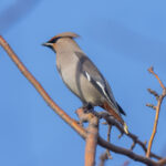 Bohemian Waxwing (image by Mark Beaman)