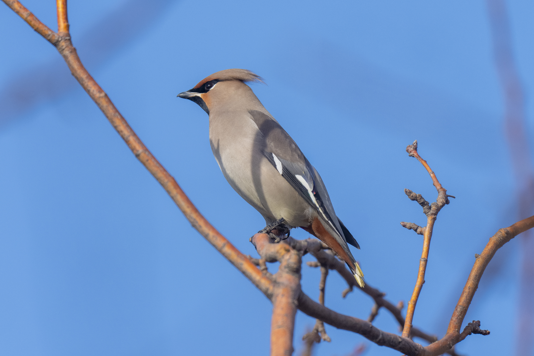 Bohemian Waxwing (image by Mark Beaman)