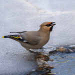 Bohemian Waxwing (image by Mark Beaman)