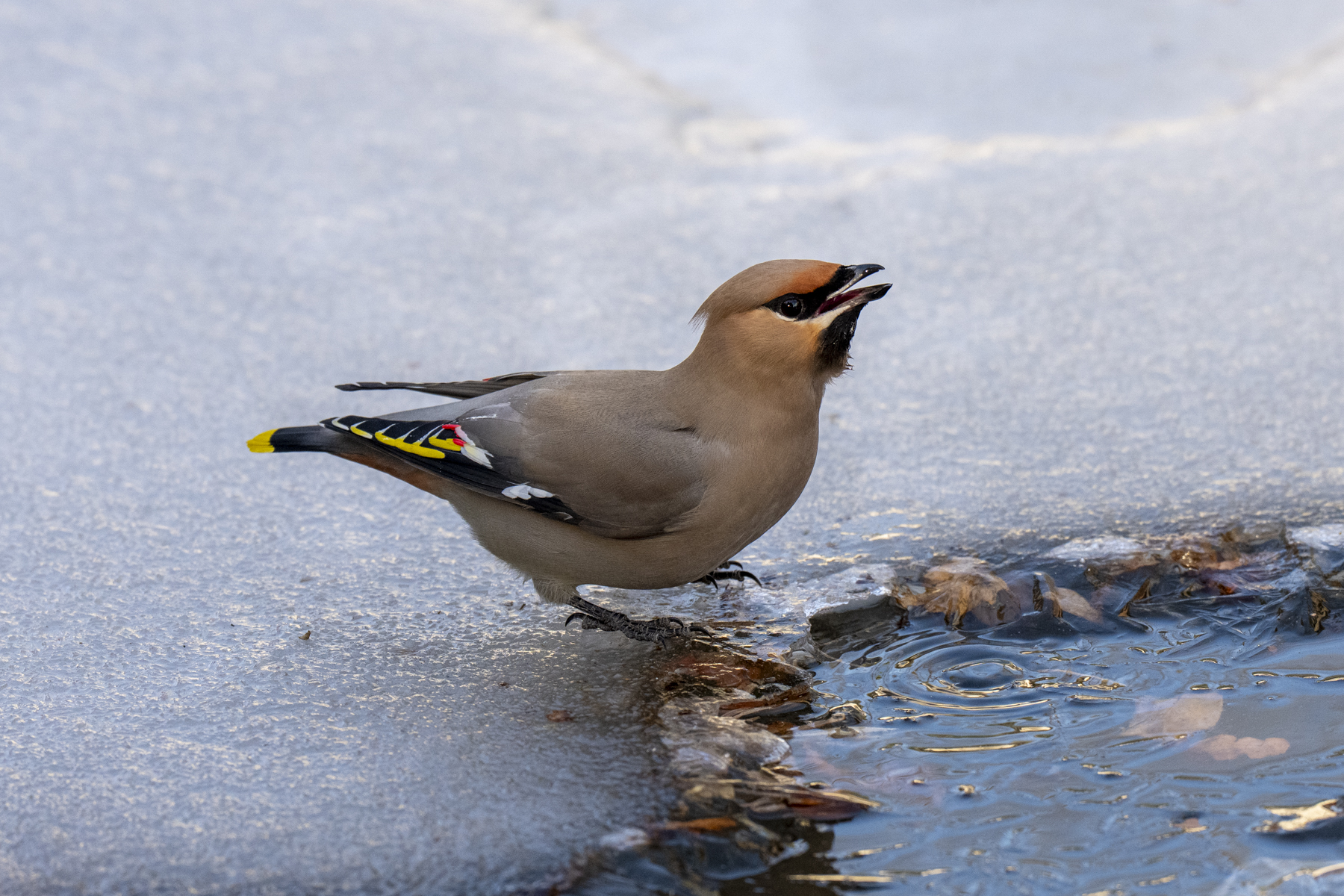 Bohemian Waxwing (image by Mark Beaman)