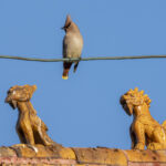 Bohemian Waxwing (image by Mark Beaman)