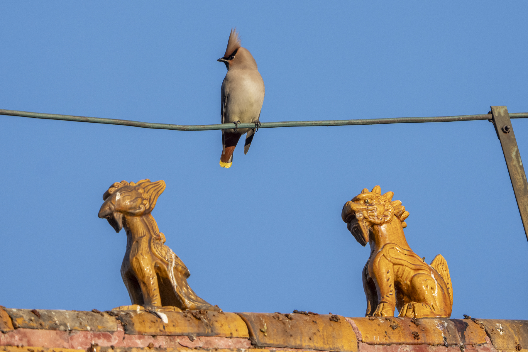Bohemian Waxwing (image by Mark Beaman)