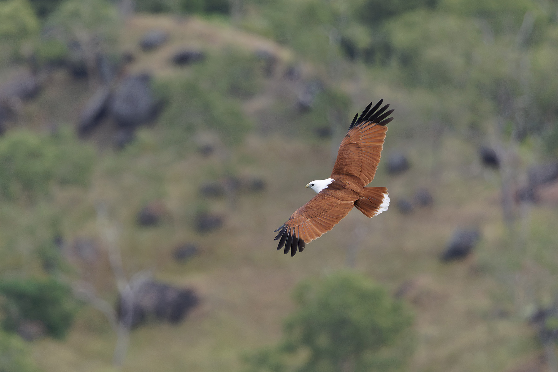 Brahminy Kite (image by Dáni Balla)