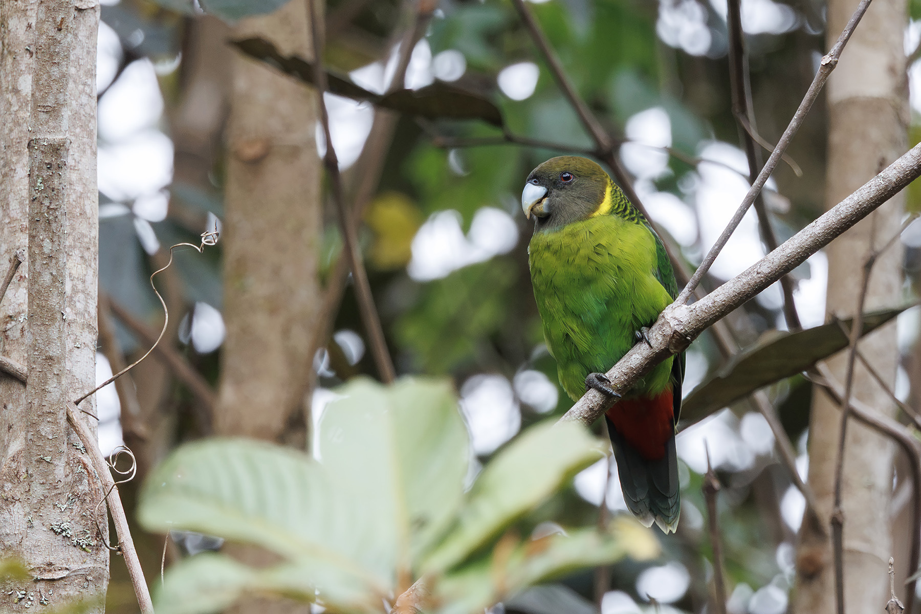 Brehm's Tiger Parrot (image by Dáni Balla)