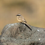 Brown Accentor (image by Mark Beaman)