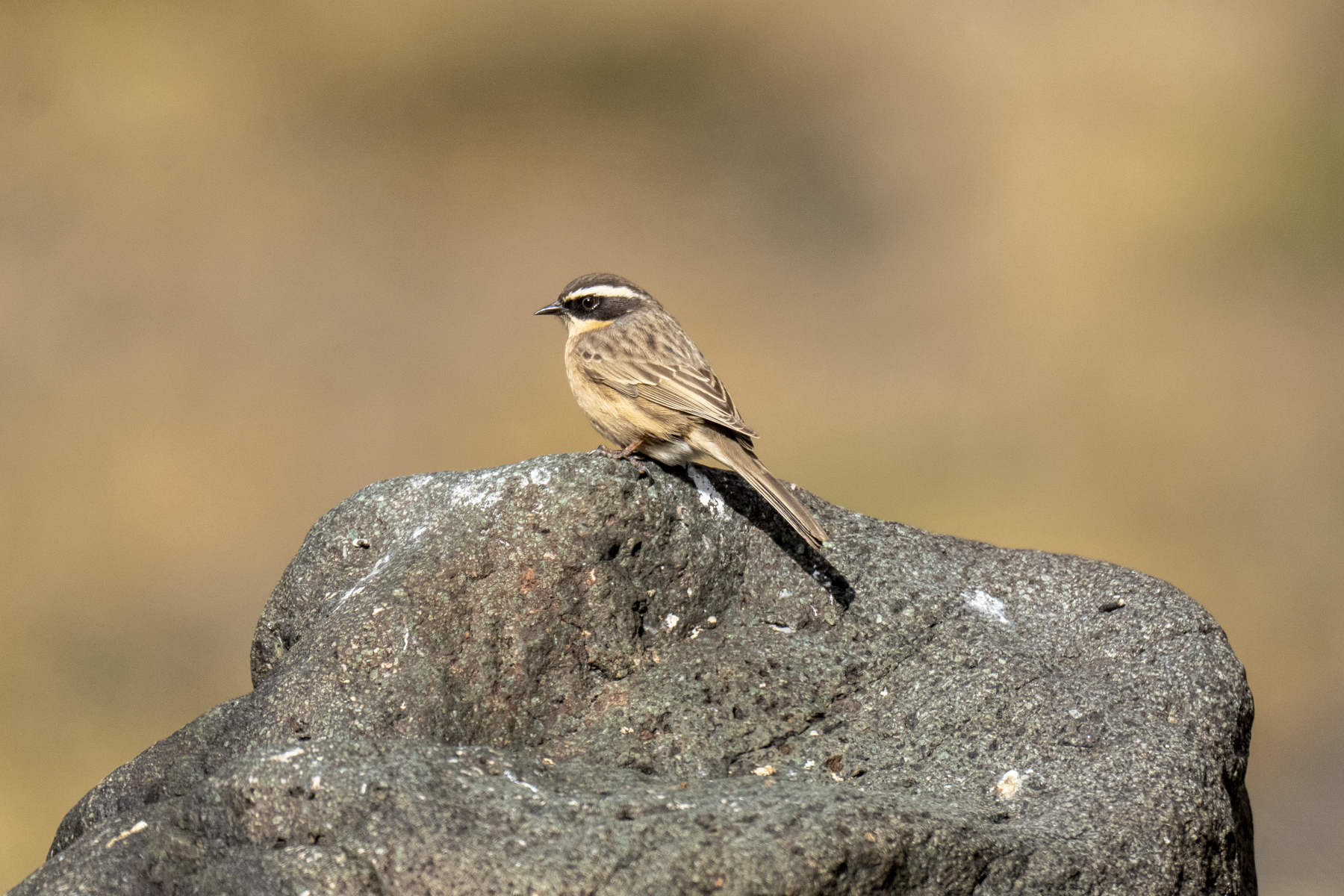 Brown Accentor (image by Mark Beaman)