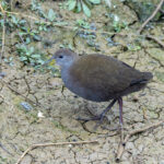 Brown Crake (image by Mark Beaman)