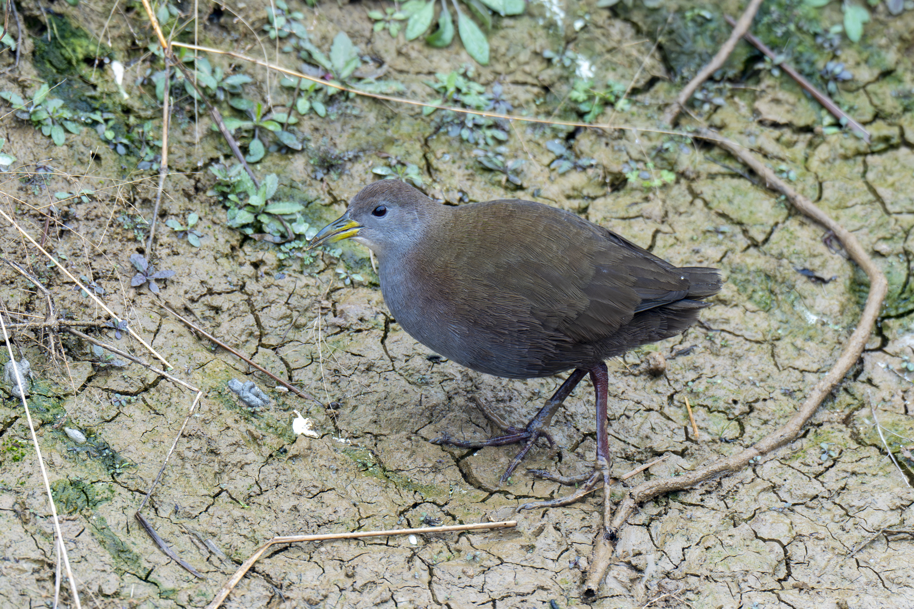 Brown Crake (image by Mark Beaman)